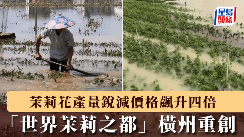 广西洪灾致横州茉莉花产量锐减价格飙升四倍，或影响瑞幸咖啡等企业材料供应